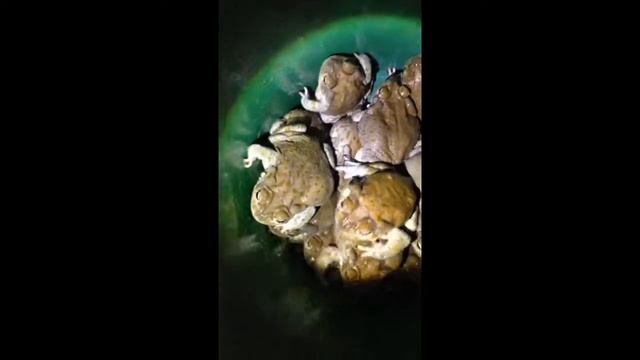 Bufo Alvarius... Last catch! Hope to See you next year! смотреть онлайн