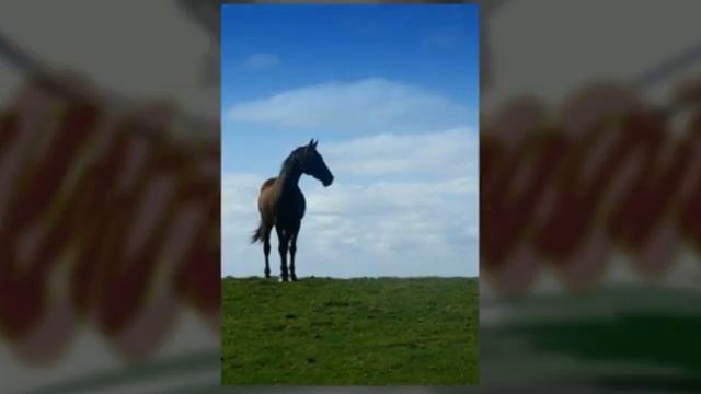 Horse Transport Victoria | Allen Reeves Alternative Horse Transport смотреть онлайн