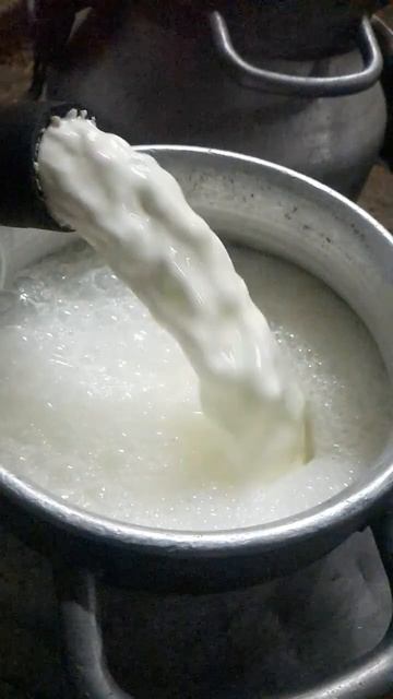 #ферма #cute #cat #сельскоехозяйство #top #жизнь #бараны #молоко #viral #video #shorts  #subscribe