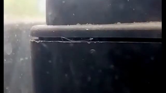 "Aulophorus furcatus" no aquário смотреть онлайн