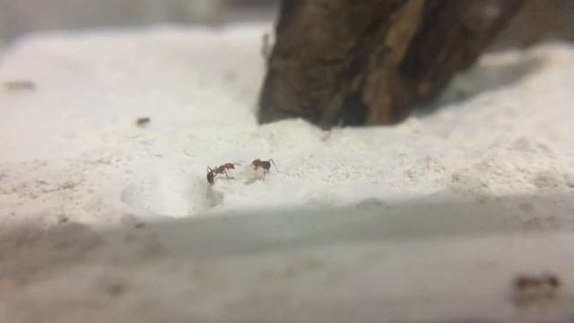 Solenopsis Geminata (Fire Ants): Re-housing смотреть онлайн