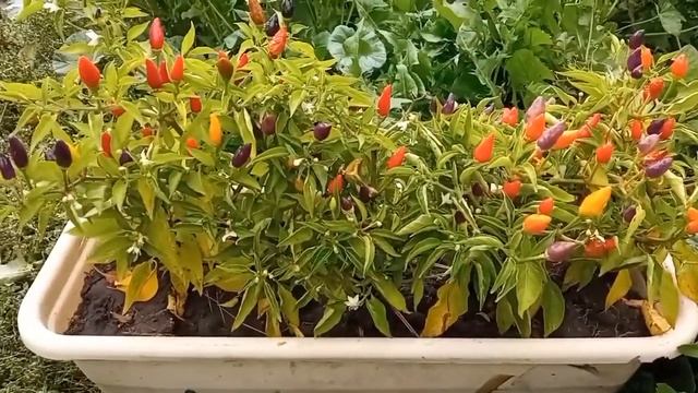 С виду симпатичные - жгучие внутри. смотреть онлайн