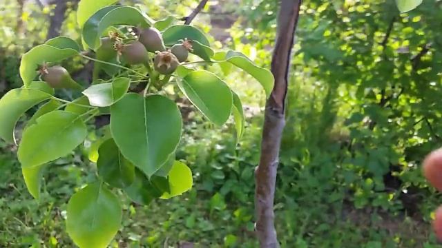 Прореждане и саморазтоварване на плодовете. смотреть онлайн