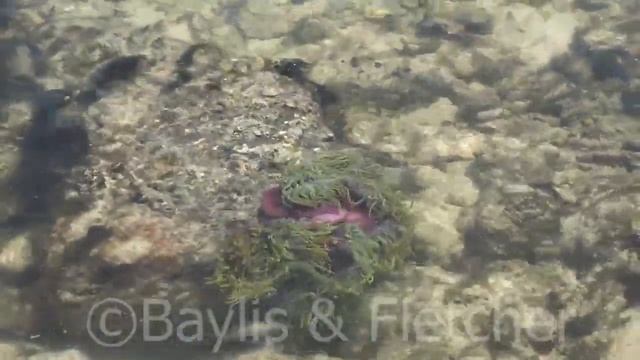 Magnificent Anemone, Straits of Malacca, Perak, Malaysia. 20220203_130429.uhd смотреть онлайн