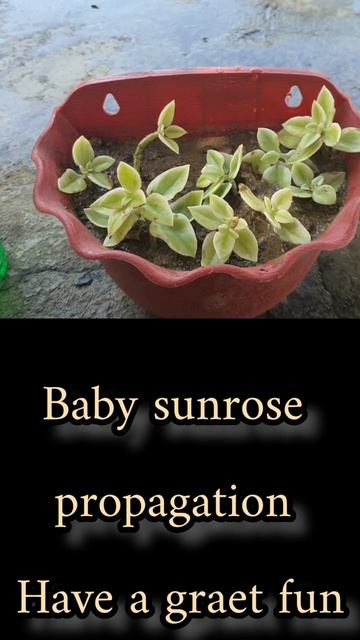 baby sunrose 🤗🤗#short #trendy #short смотреть онлайн