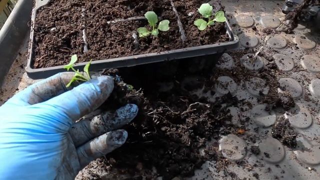 Rozsada kapustnych zostawiona na parapecie w słoneczny dzień. смотреть онлайн