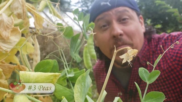 Easiest Seed Saving Crops - Garden Quickie Episode 87 смотреть онлайн