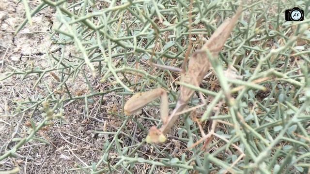 İri dəvədəlləyi yəni mantis növü: lat. Hierodula transcaucasica смотреть онлайн