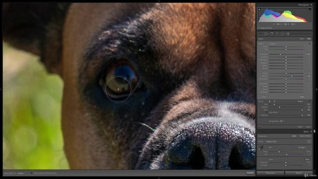 18-15 - Редактирование фотографий домашних животных Adobe Lightroom Classic смотреть онлайн