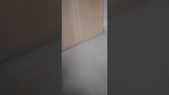 Реакция на лазер кошки симки смотреть онлайн
