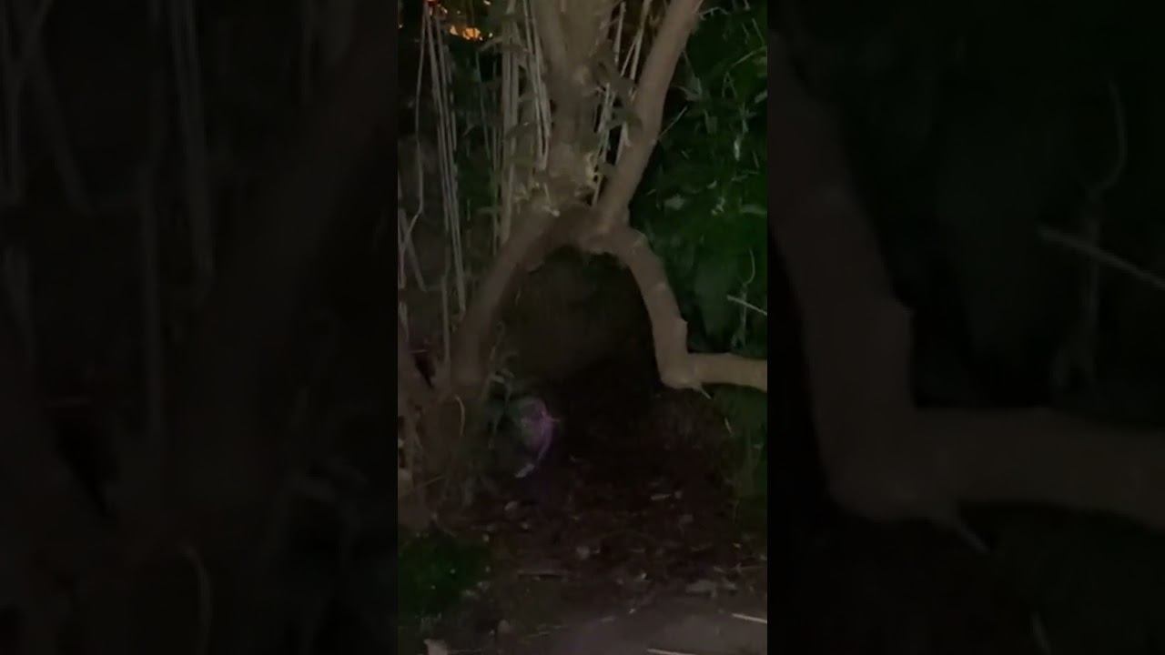 Страшные видео смотреть онлайн