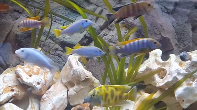 Male cichlid tank 2 смотреть онлайн
