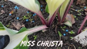 Коллекционный сорт хосты Miss Christa #hosta #хоста #коллекция #сорта #обзор