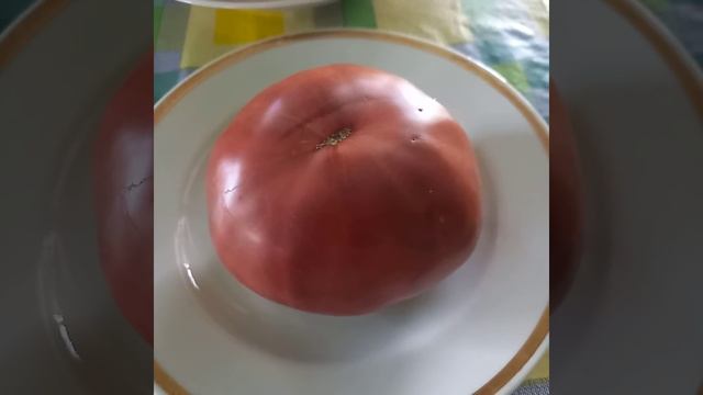 Томаты - вкусняшки! Томатная осень. Ярославская область.