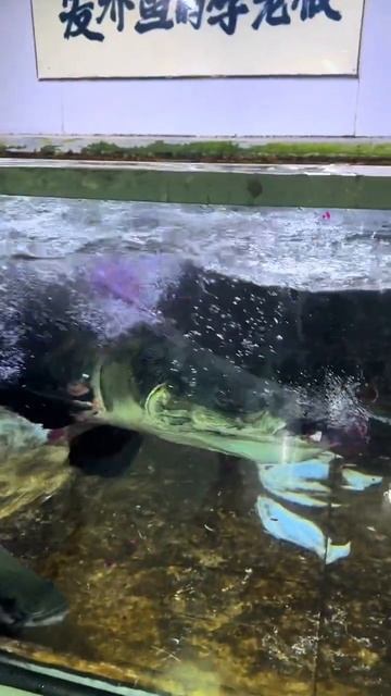 The style can be imitated but the feeling is not. Arapaima. Fantastic animals. Fish fa смотреть онлайн