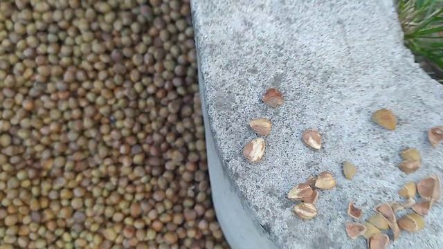 Ведмежий горіх 13.09.2020