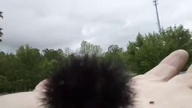IN GOD “In Natures Great Out Doors" Giant Leopard Moth Caterpillar смотреть онлайн