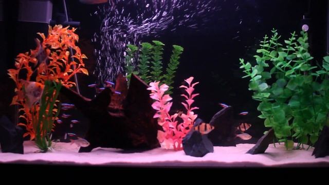 ACUARIO SEPT 2010 смотреть онлайн