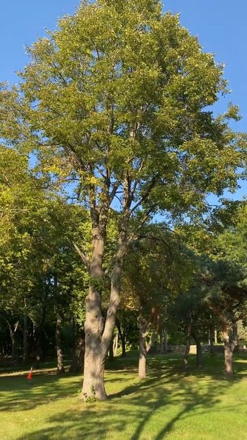 That’s a pretty tree #47 #shorts смотреть онлайн