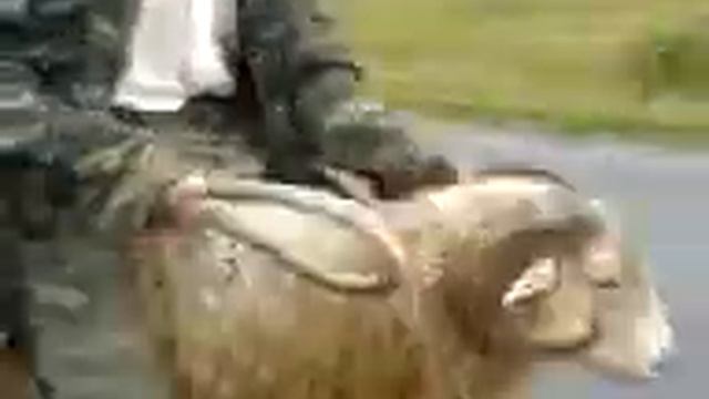 мужик и баран смотреть онлайн