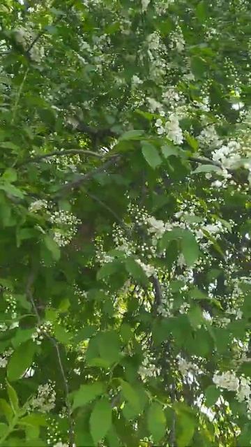 Shorts // короткое видео // белая черемуха// доброе утро