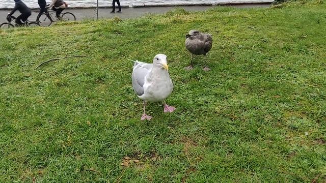 Чайки смотреть онлайн