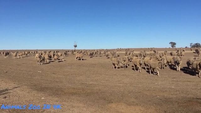 Animals sounds around us: elephant, horse, zebra, giraffe, cow, goose, rhino, squirrel,... смотреть онлайн