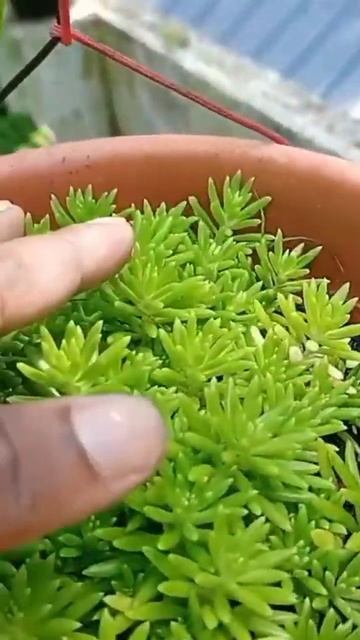 ഈ ചെടിക്ക് മണ്ണ് വേണമെന്നില്ല sedum plant #plants #gardentour #business #salevideo #planthunting смотреть онлайн