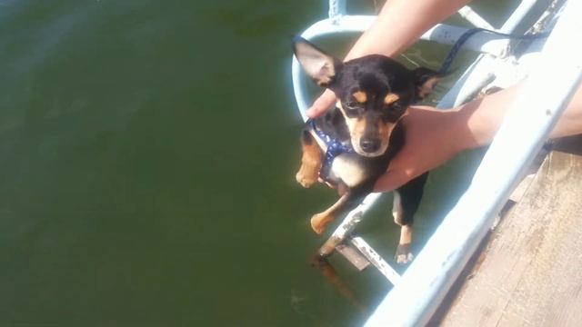 Смешной пёс Тяпа))) смотреть онлайн