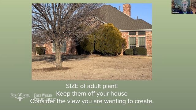 The Best Plants to Grow in Texas | Fort Worth Public Library смотреть онлайн