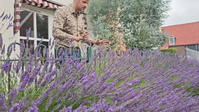 High-impact Lavandula: Lavandula Sensational! смотреть онлайн
