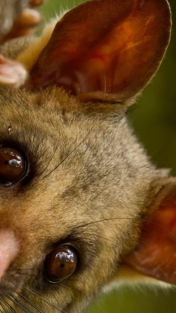 Cool Brushtail Possum peeking out from behind a tree смотреть онлайн