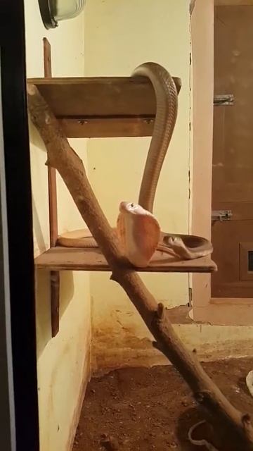 Snakes In Mysore Zoo