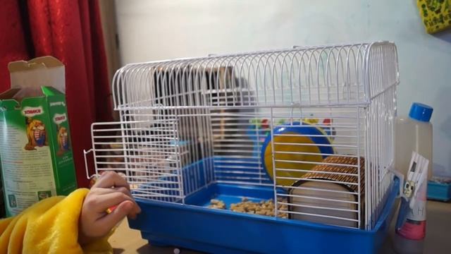 Хомяк - гигант, повышенной пушистости смотреть онлайн