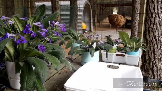 I've cook the streptocarpus!