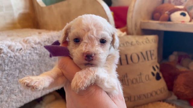 Tiny Pocket Goldendoodle Puppies || Fiona & Burton || 4 Wks || #toygoldendoodles #microgolfrnfoodle