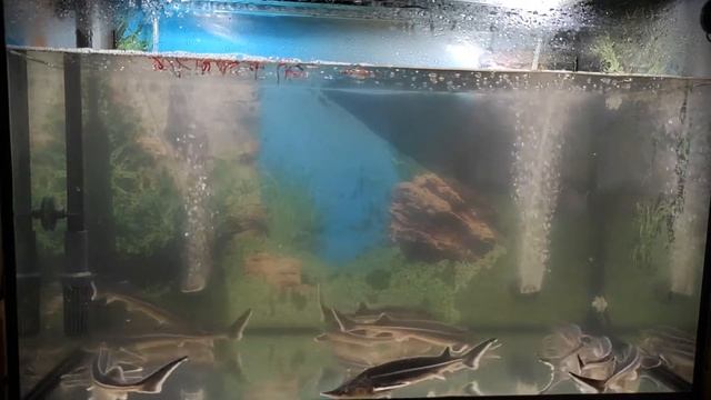 Кормление осётриков смотреть онлайн