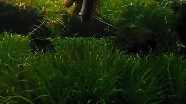 Trimming aquatic plant (didiplis diandra)