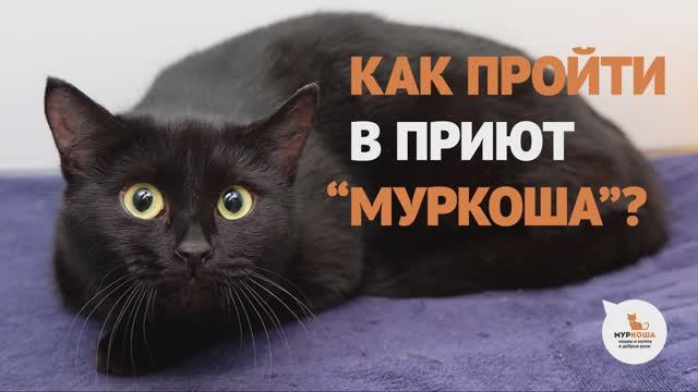 Как пройти в приют "Муркоша" смотреть онлайн