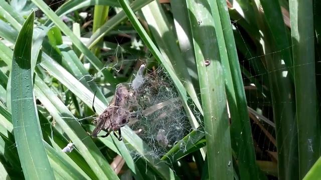Argiope bruennichi (Araña tigre) смотреть онлайн