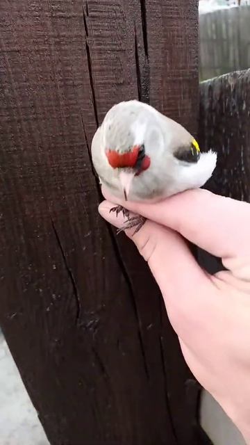 как выглядит седоголовая самка. смотреть онлайн