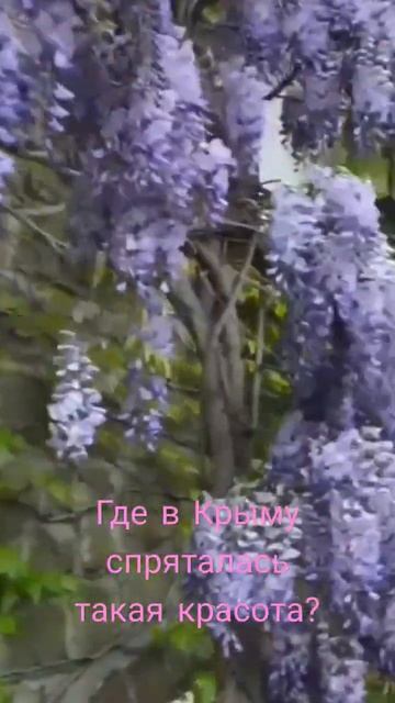 Это она принесла весну... #глициния #голубойзалив #веснавкрыму #турыпокрыму #shorts #цветыкрыма смотреть онлайн