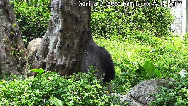 D'jeeco Family|Gorilla|Taipei zoo|Iriki loves Jabali so much and has been playing with Jabali. смотреть онлайн