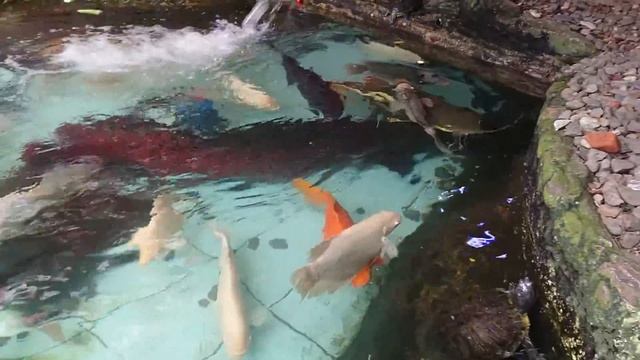 Arapaima Gigas In Fish Pond смотреть онлайн