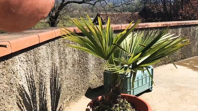 COME FAR NASCERE UNA PALMA 🌴 DAL SEME A COSTO ZERO + POTATURA смотреть онлайн
