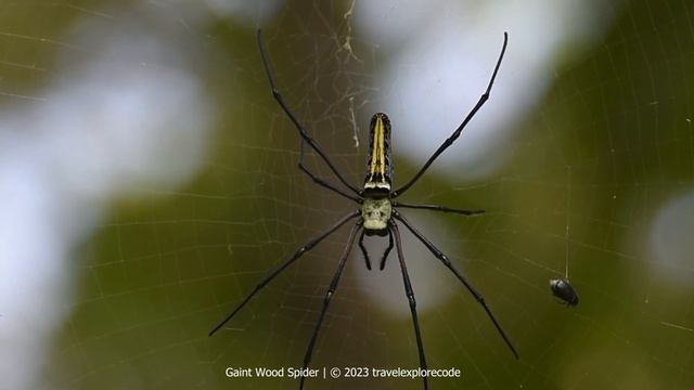 Giant Wood Spider Nephila pilipes with Insect in her web смотреть онлайн