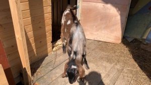 Козлятник из вагончика. Алазар растет