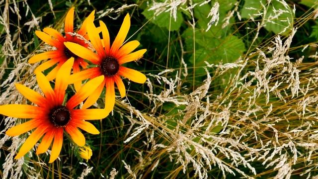 Echinacea: Your Shield Against Cold and Flu! смотреть онлайн