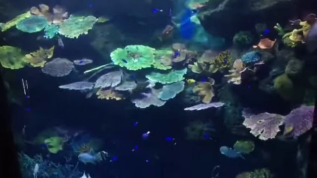 24 ноября 2019 г. смотреть онлайн