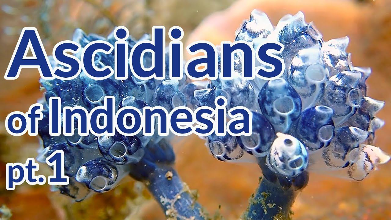 Ascidians Of Indonesia Ep.1